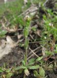 Draba muralis. Зацветающее растение. Краснодарский край, Абинский р-н, окр. пос. Ахтырский, край поля. 28.03.2016.