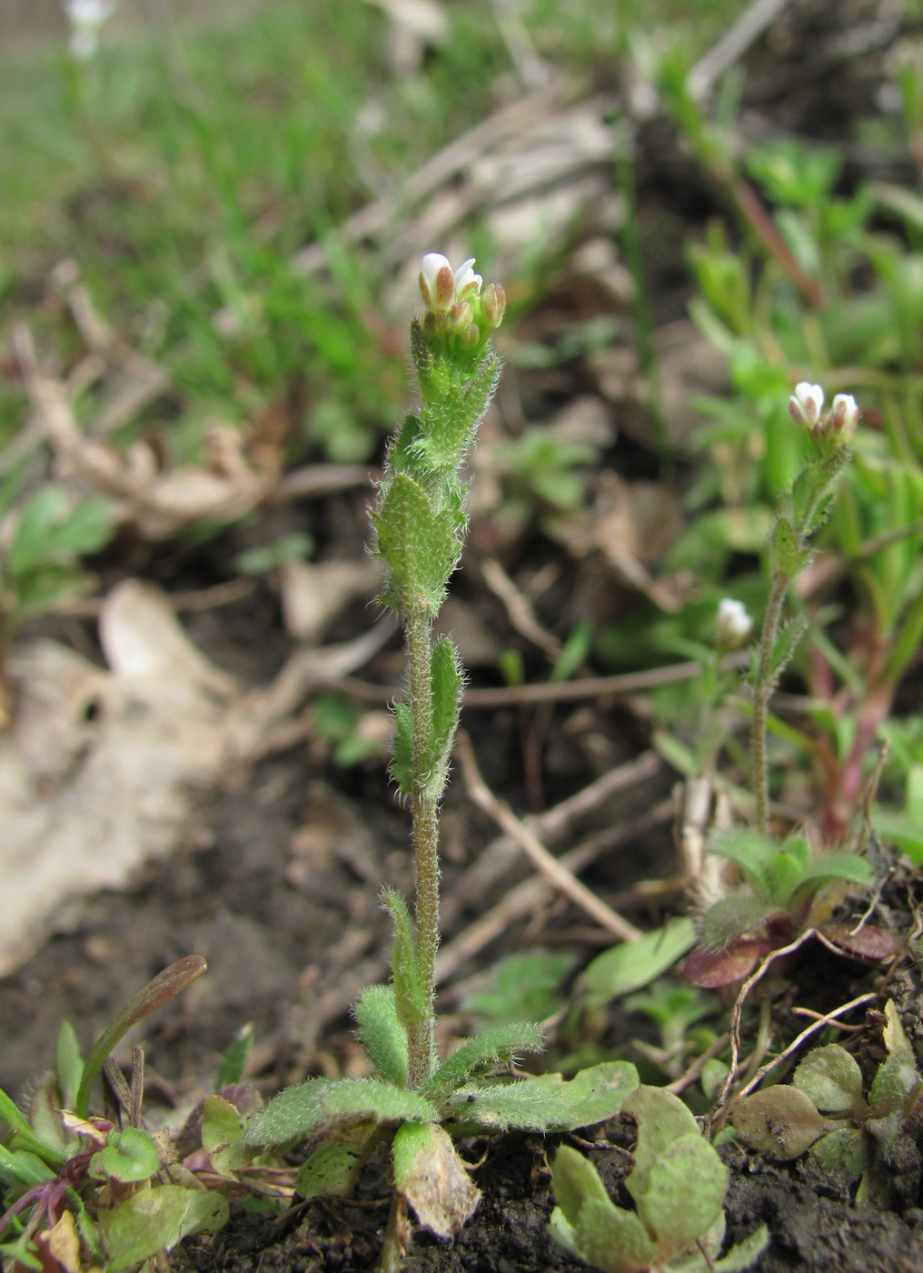 Изображение особи Draba muralis.