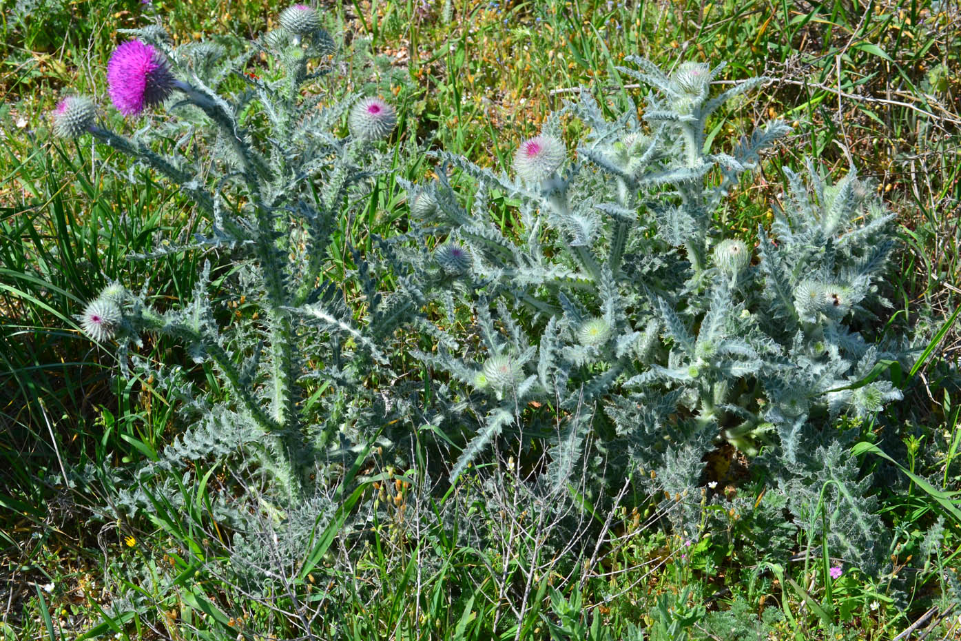 Изображение особи Carduus uncinatus ssp. davisii.