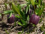 Fritillaria latifolia