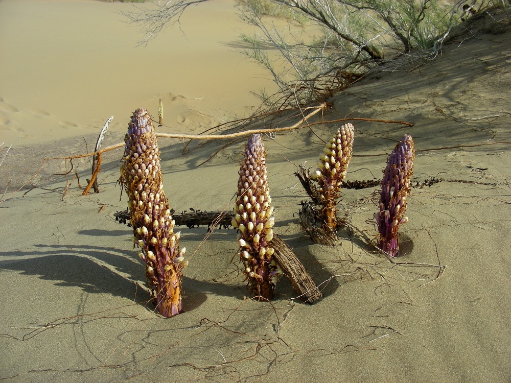 Image of Cistanche flava specimen.