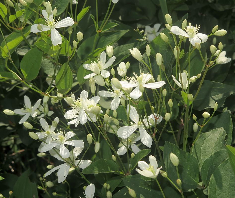 Image of Clematis mandshurica specimen.