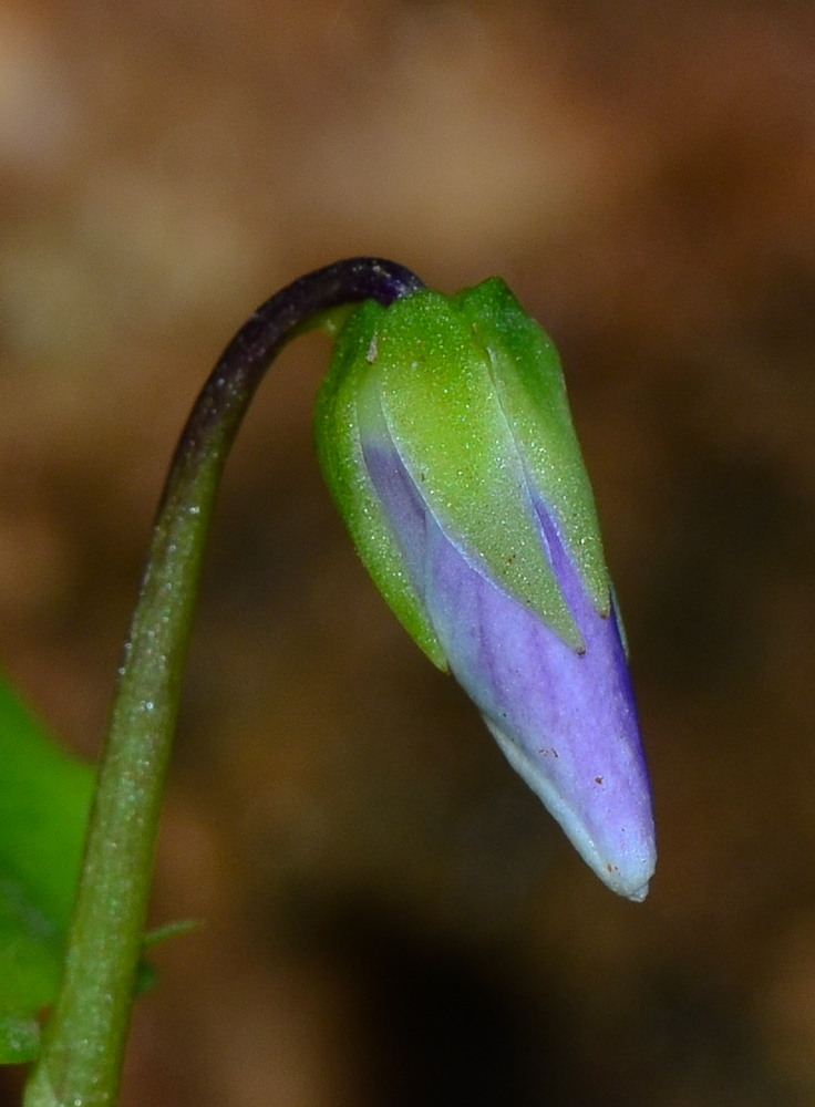 Изображение особи Viola hederacea.