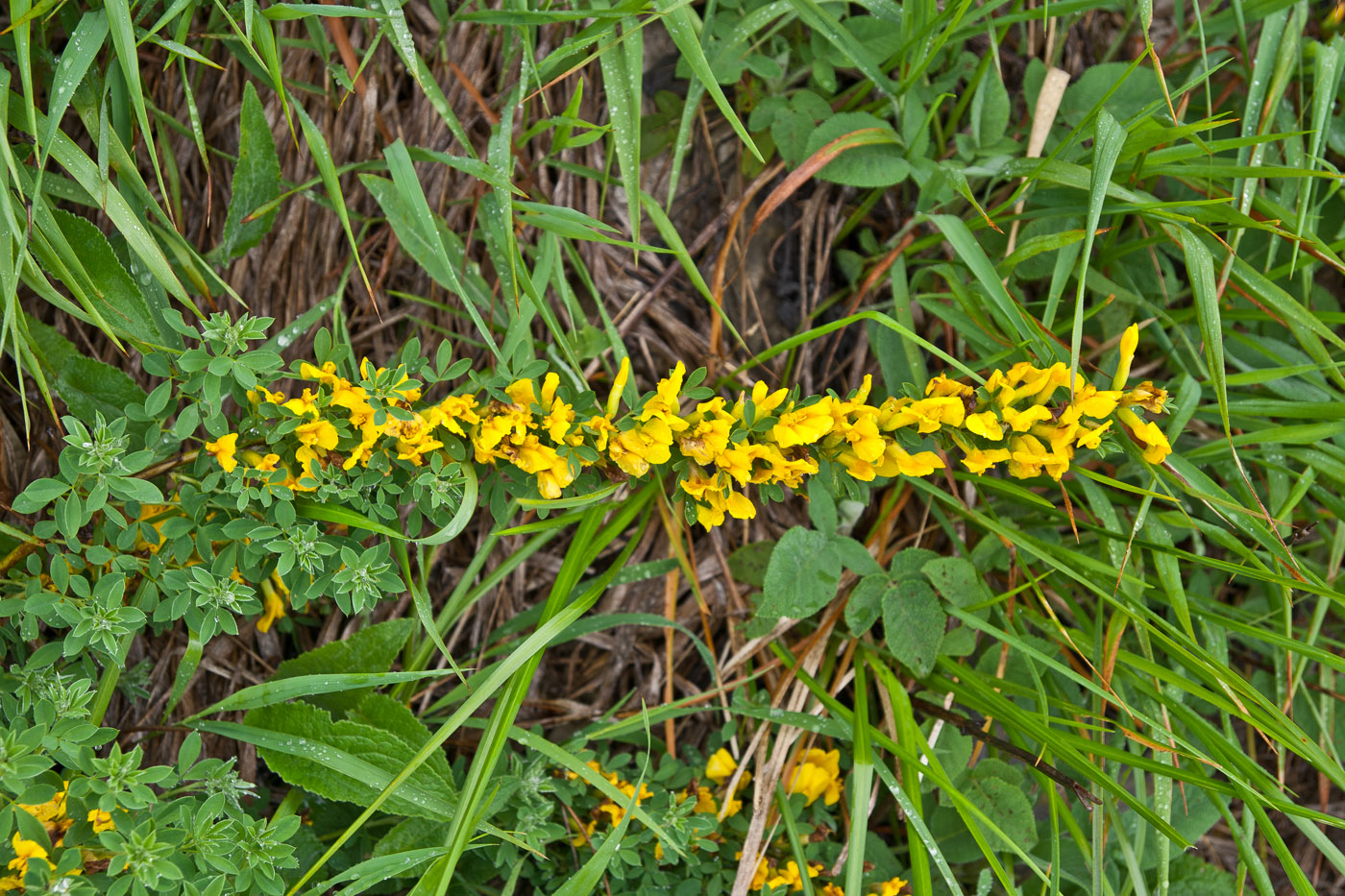 Image of Chamaecytisus wulffii specimen.