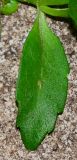 Lobelia erinus
