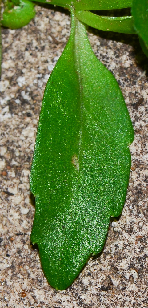 Image of Lobelia erinus specimen.