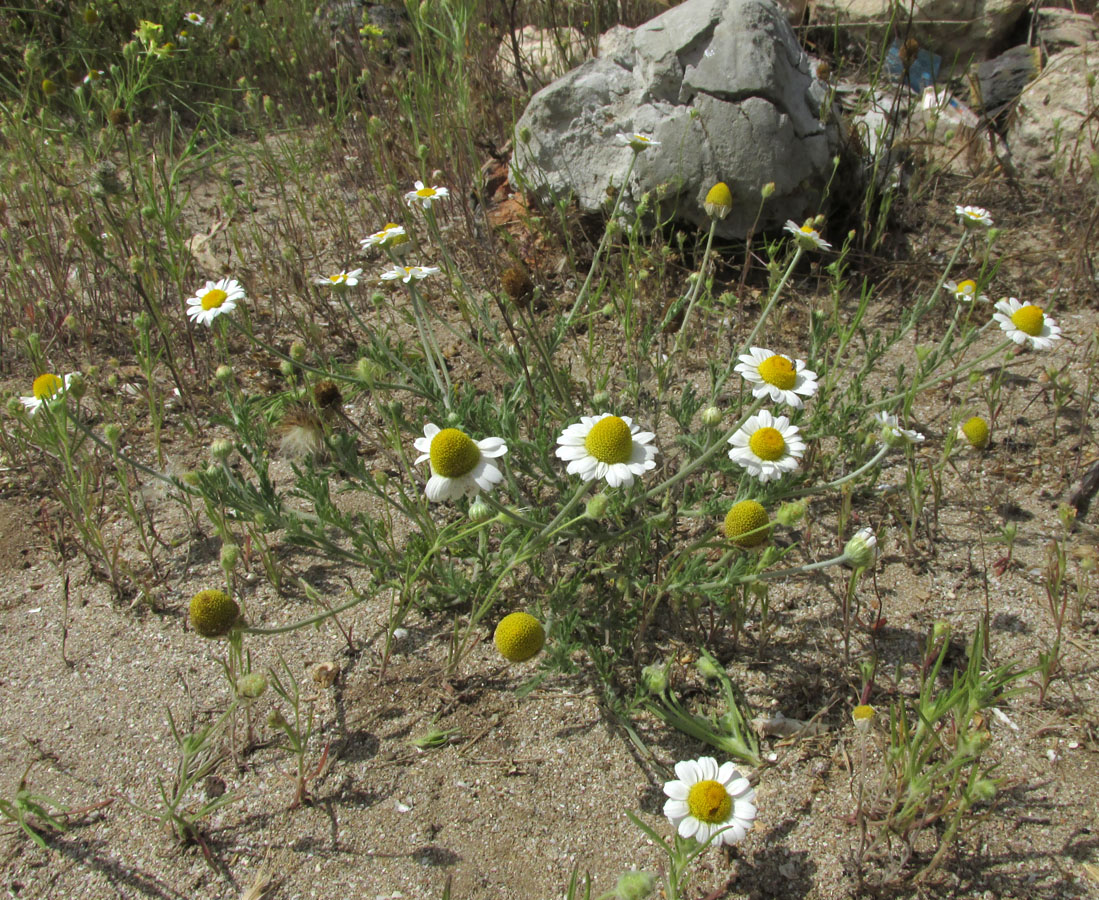 Изображение особи Anthemis dubia.