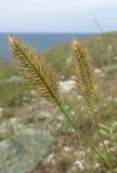 Agropyron pectinatum. Соплодия. Крым, Тарханкутский п-ов, балка Большой Кастель, петрофитная степь. 29 июня 2016 г.