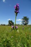 Betonica officinalis. Верхушка цветущего растения. Республика Адыгея, Майкопский р-н, окр. хутора Дьяков, сырой луг возле пруда. 25.06.2016.