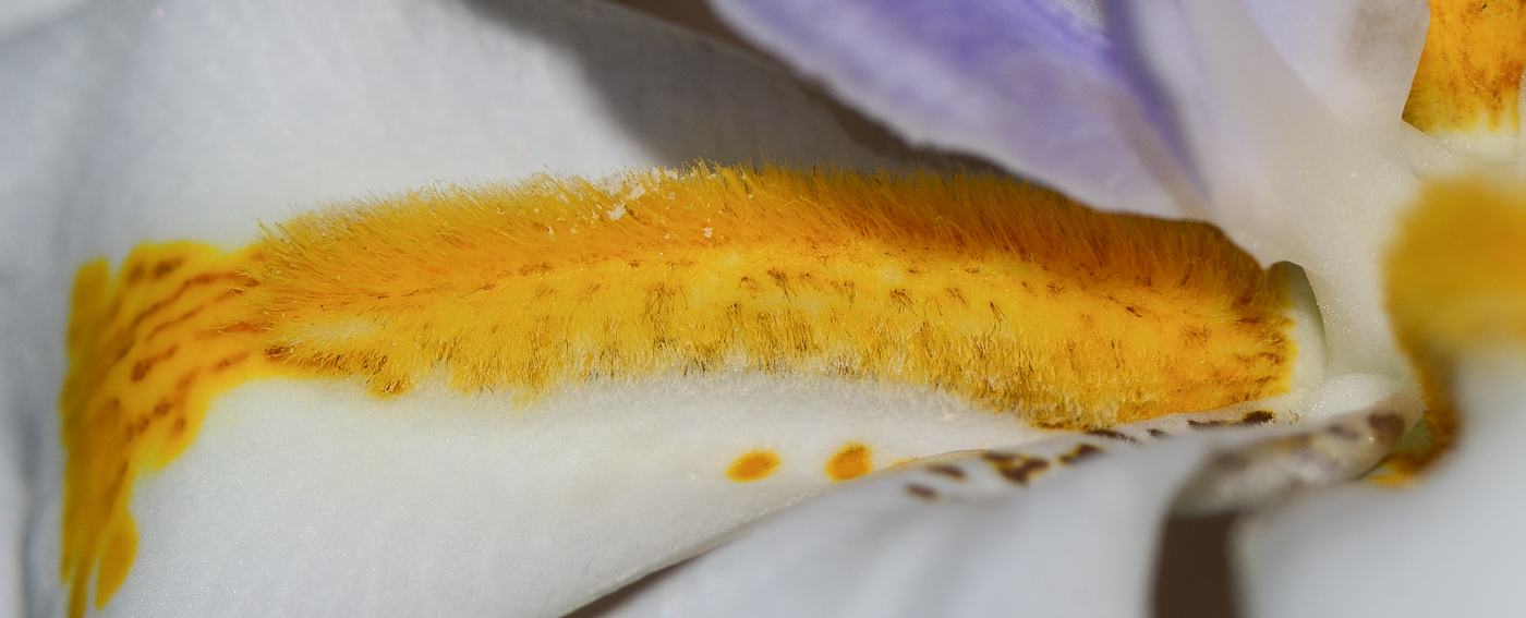 Изображение особи Dietes grandiflora.