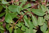 Hamelia patens