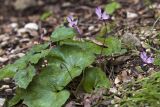 Cyclamen repandum подвид peloponnesiacum. Цветущие растения. Греция, Пелопоннес, Мессения, влажный лес возле ущелья Фарангаки Перистерия. 29.03.2015.