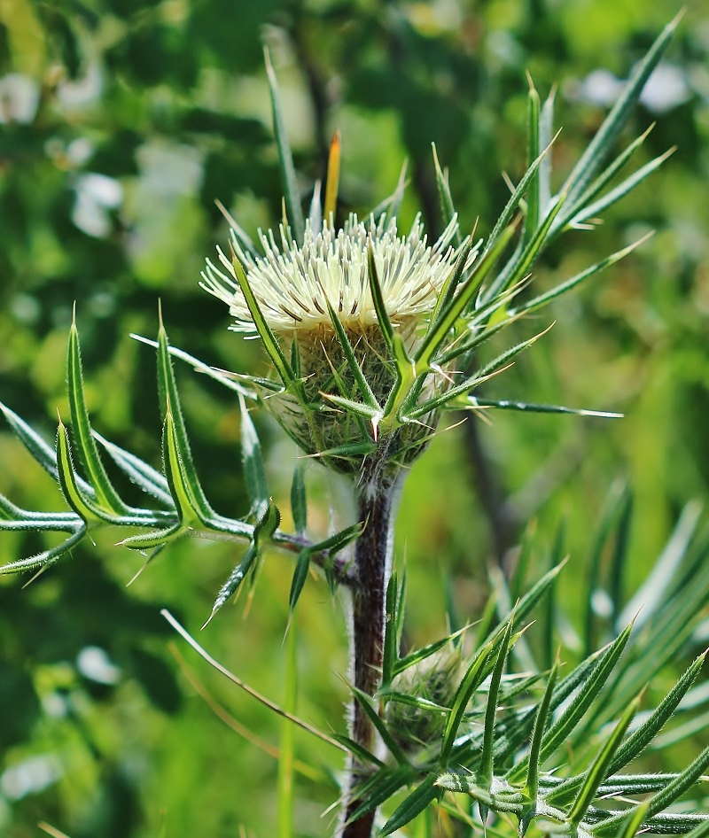 Image of Cirsium kosmelii specimen.