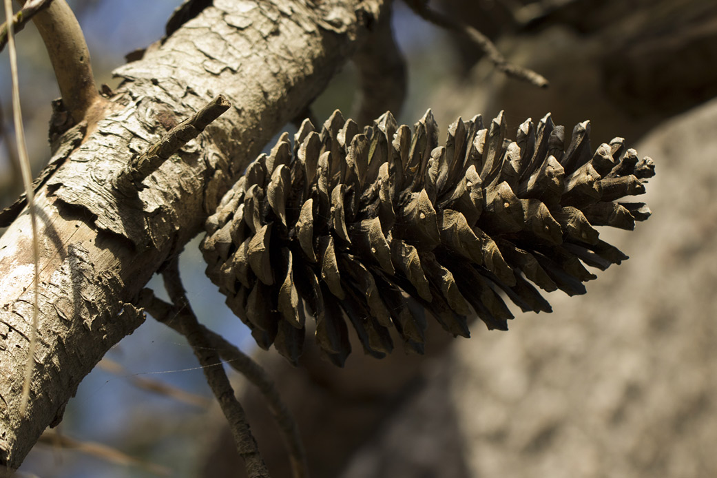 Изображение особи Pinus pinaster.