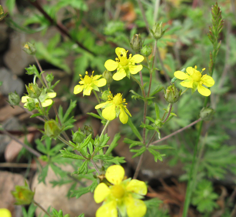 Изображение особи Potentilla argentea.