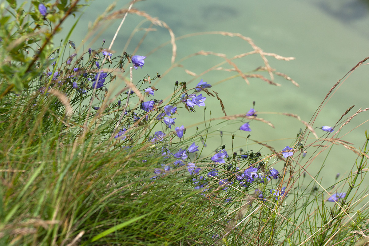 Image of Campanula rotundifolia specimen.