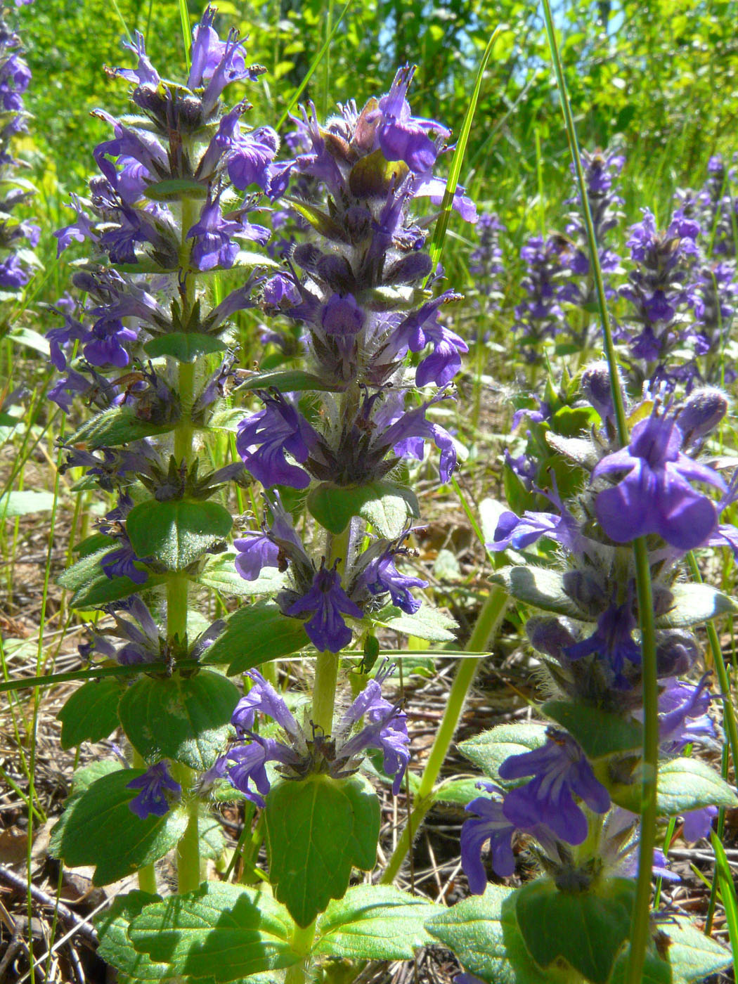 Image of Ajuga genevensis specimen.