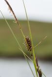 Carex rotundata