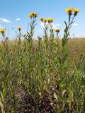 Inula aspera