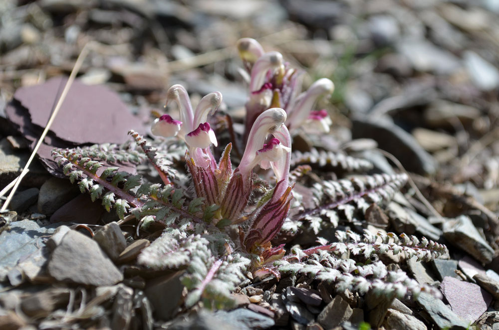 Изображение особи Pedicularis karatavica.