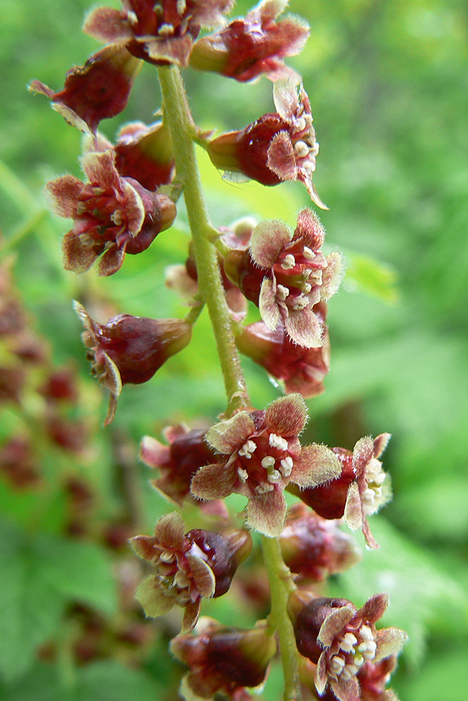 Image of Ribes biebersteinii specimen.