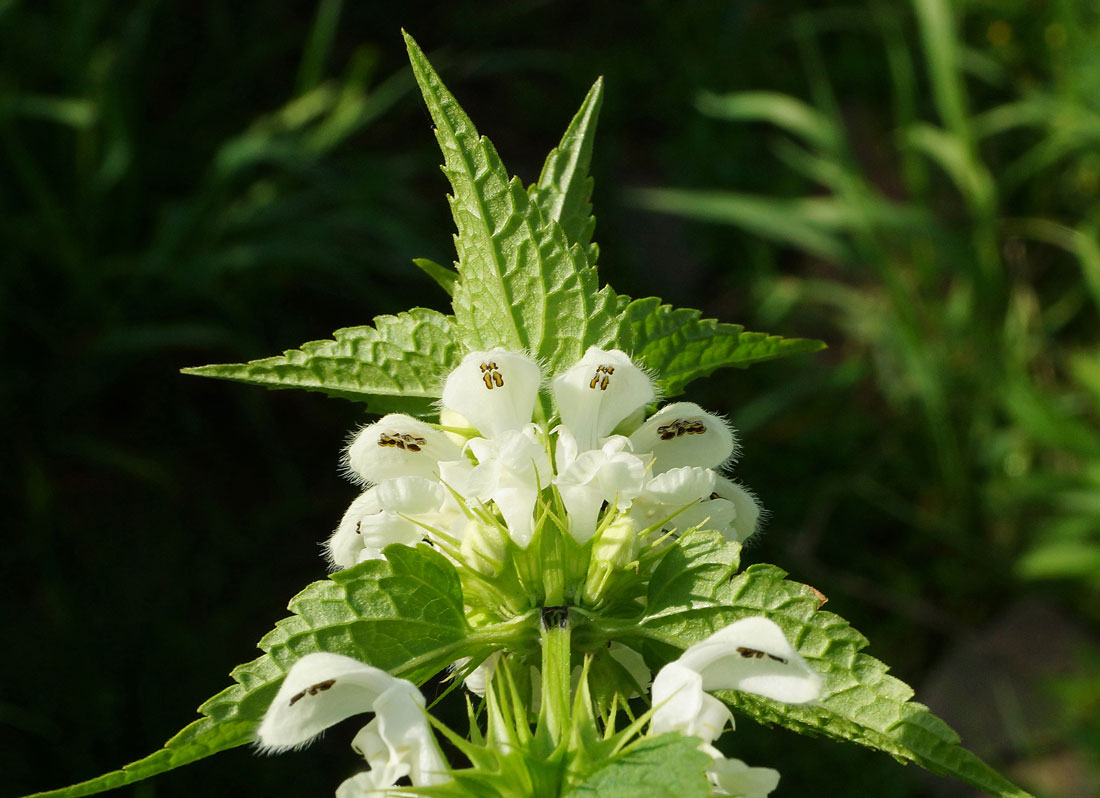Image of Lamium album specimen.