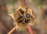 Hibiscus trionum. Зрелый вскрывшийся плод с семенами. Украина, Запорожская обл., Черниговский р-н, окр. пос. Черниговка, поле подсолнечника. 01.08.2016.