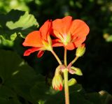 Image of taxon representative. Author is Тамара Риб