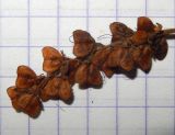 Veronica officinalis