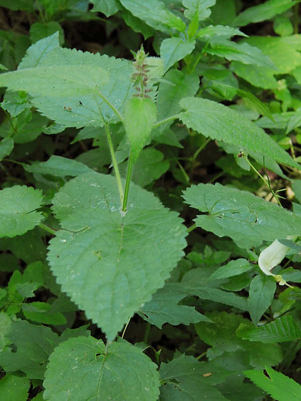 Изображение особи Stachys sylvatica.