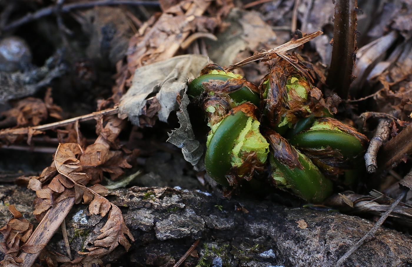 Image of Matteuccia struthiopteris specimen.