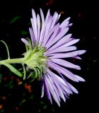 Symphyotrichum novae-angliae