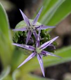 Allium cristophii