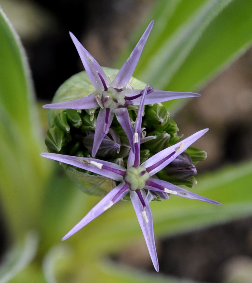 Image of Allium cristophii specimen.