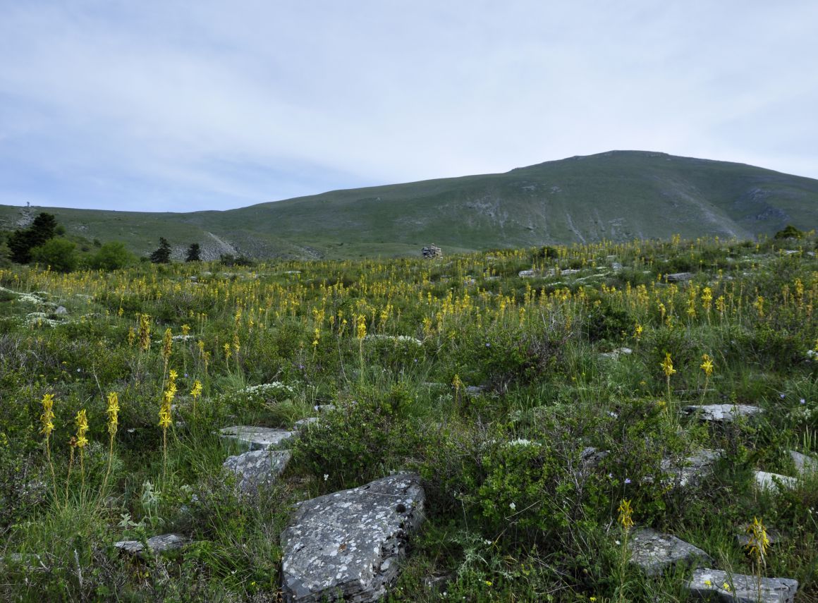 Изображение особи Asphodeline lutea.