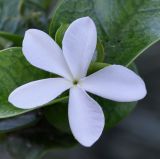 genus Carissa