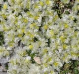 Paronychia rechingeri