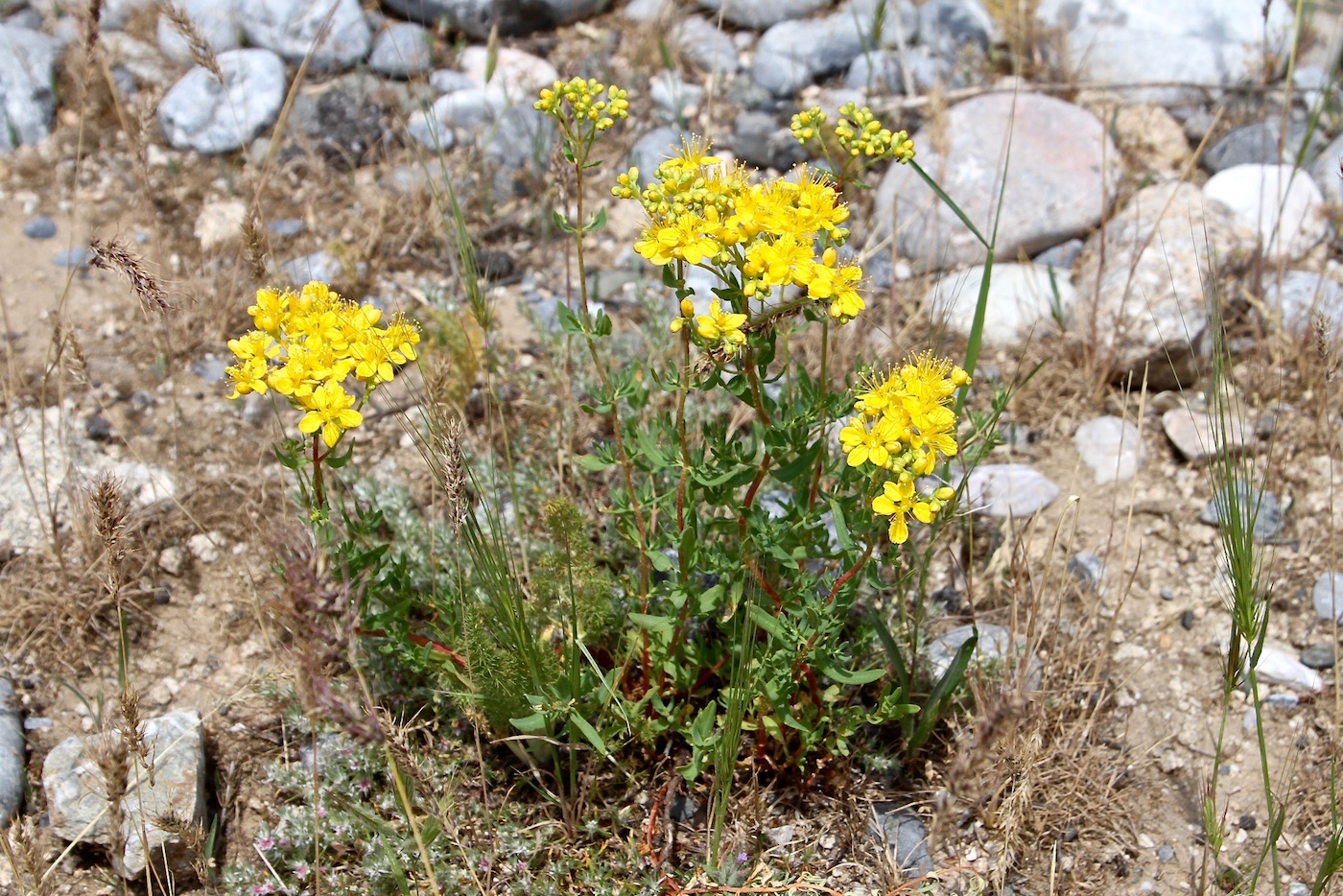 Изображение особи Hypericum scabrum.