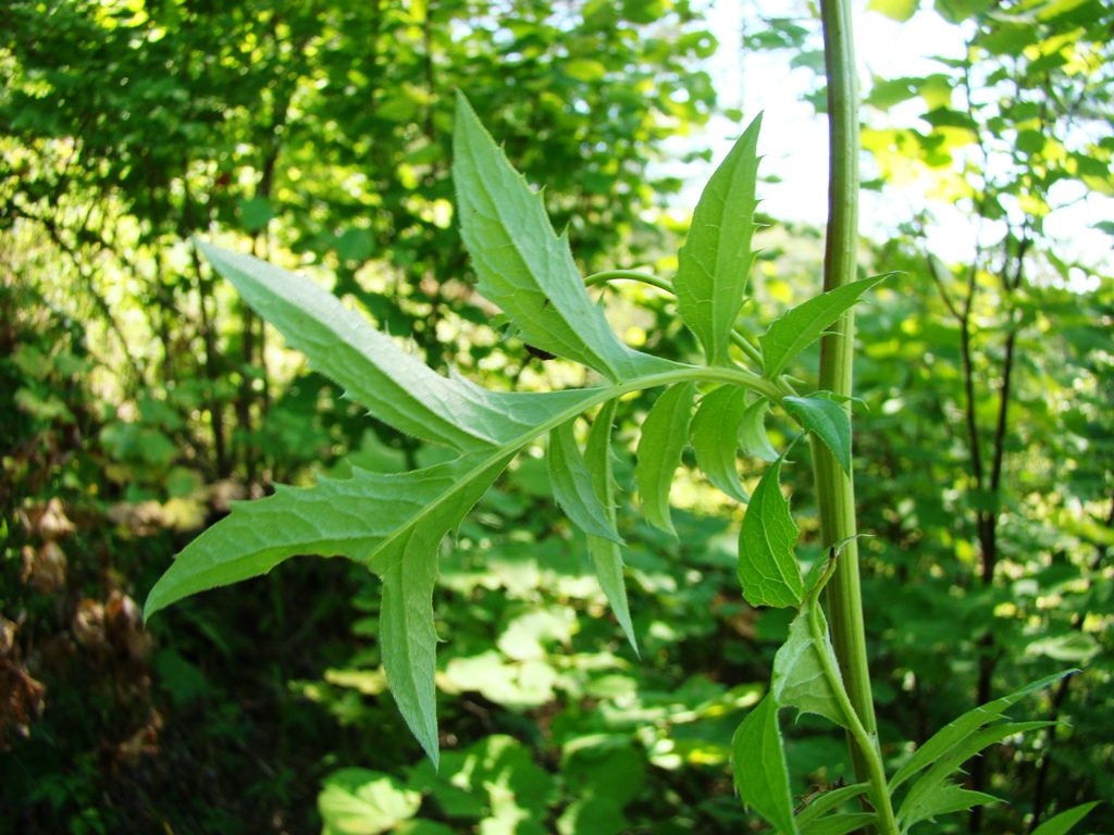 Изображение особи Serratula coronata.