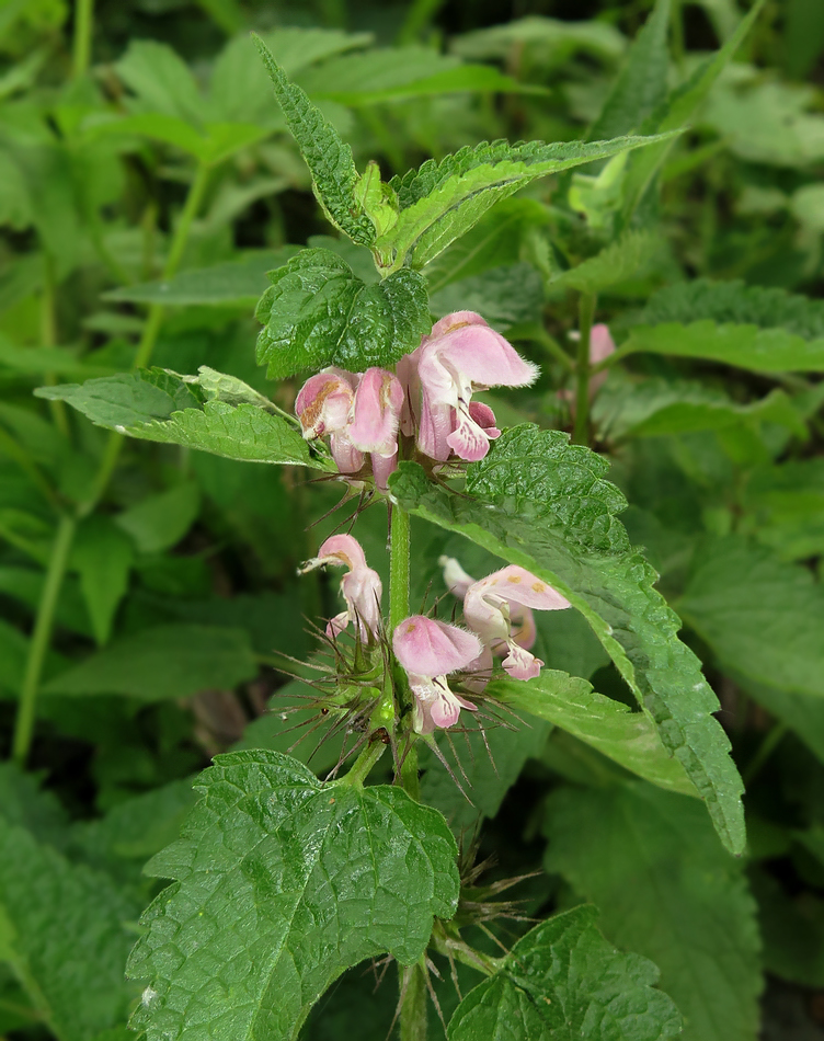 Image of Lamium barbatum specimen.