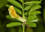 Vicia grandiflora. Цветок. Молдова, Кишинев, Ботанический сад АН Молдовы. 15.05.2015.