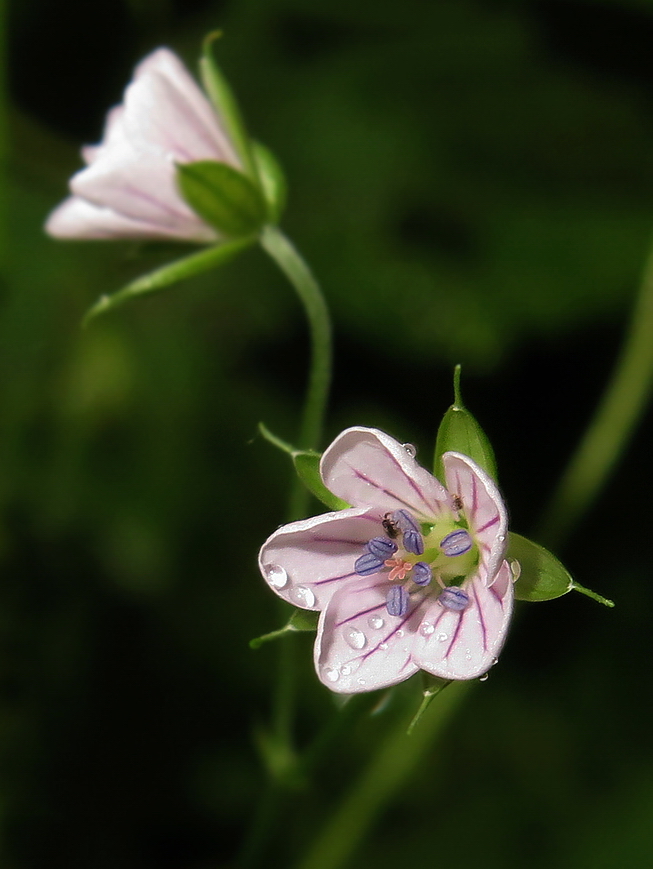 Изображение особи Geranium wilfordii.