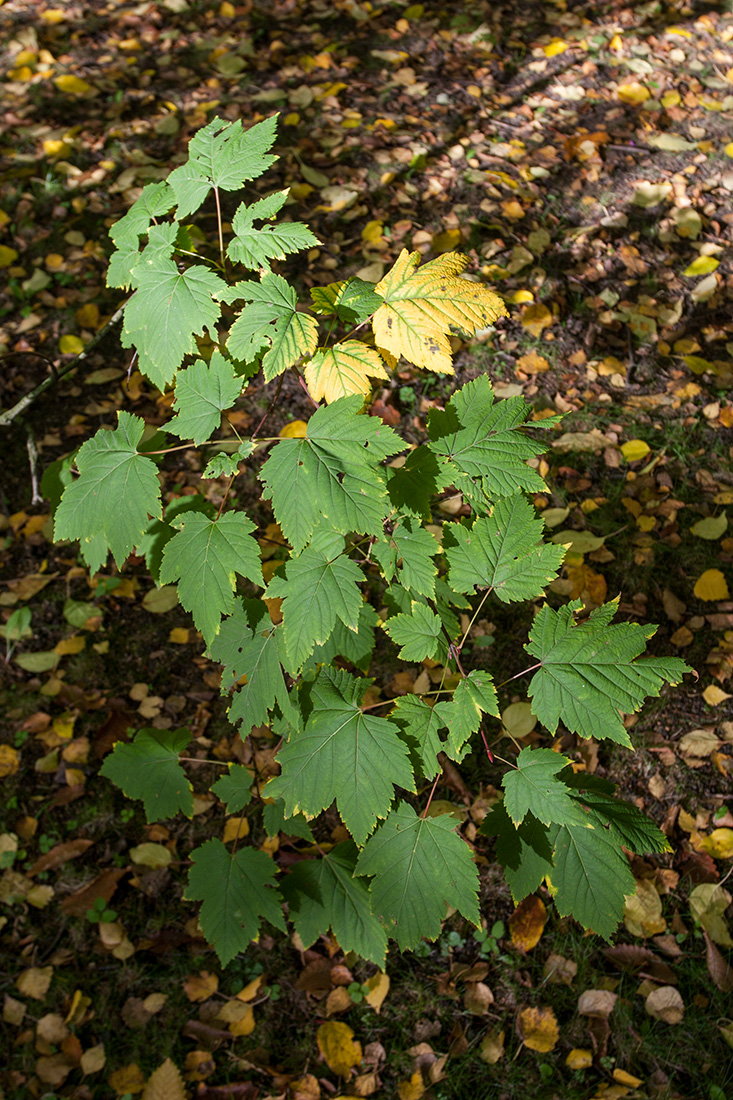 Image of Acer glabrum specimen.