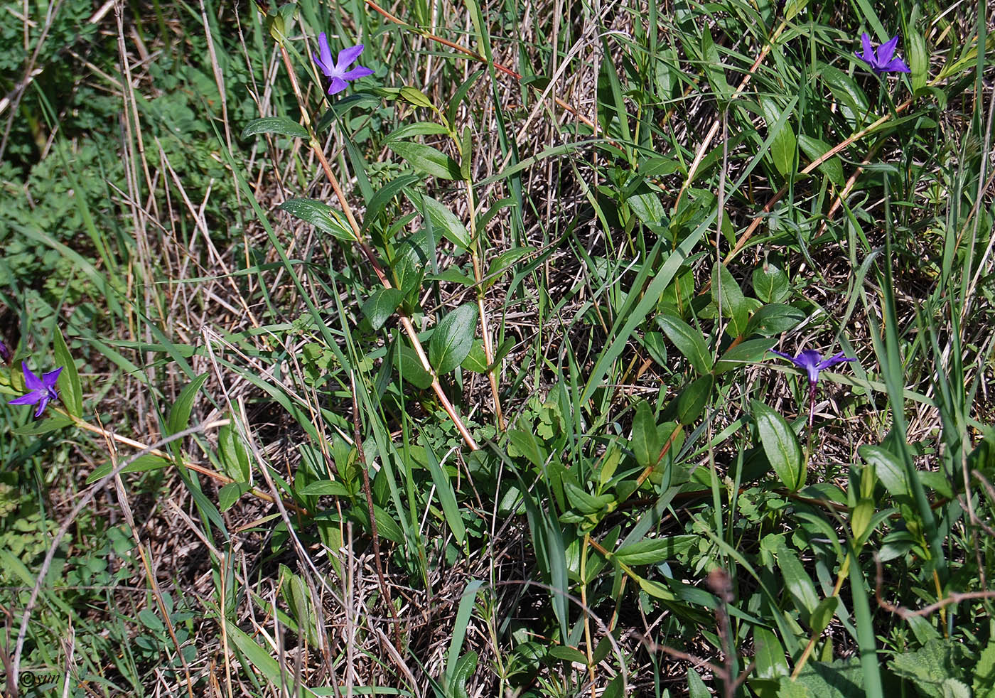 Image of Vinca herbacea specimen.