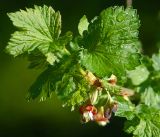 Ribes × nidigrolaria. Цветки и молодые листья. Московская обл., Раменский р-н, окр. дер. Хрипань, садовый участок. 12.05.2017.