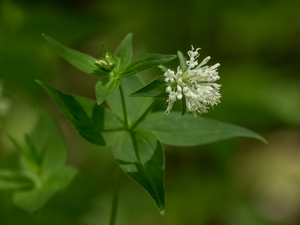 Image of Asperula caucasica specimen.