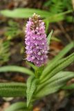 Dactylorhiza sibirica