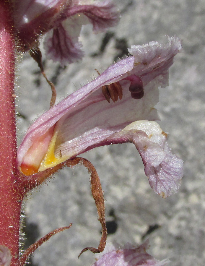 Image of Orobanche crenata specimen.