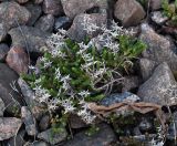 Sedum acre. Растения с сухими раскрывшимися плодами на железнодорожной насыпи. Ленинградская область, Всеволожский район, окрестности посёлка Мурино, железнодорожная станция Девяткино. 10.10.2009.