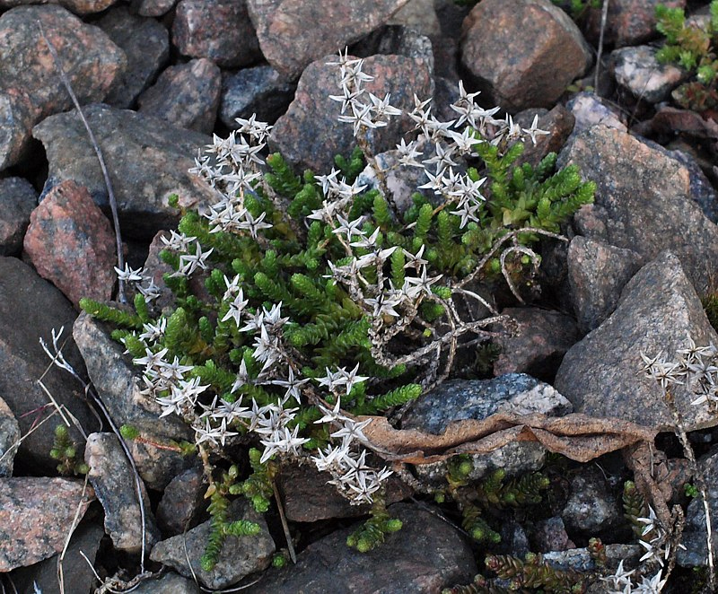 Image of Sedum acre specimen.